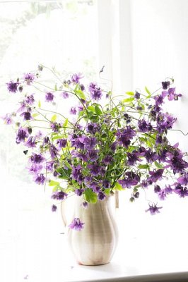 Columbine windowsill