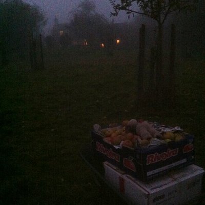 Apple picking twilight
