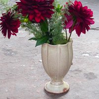 whitegobletdarkdahlias